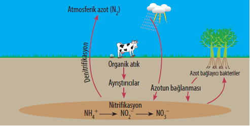 Sülfat iyonunun elektron alarak indirgenmesi sonucunda hidrojen sülfür (H2S) oluşur.