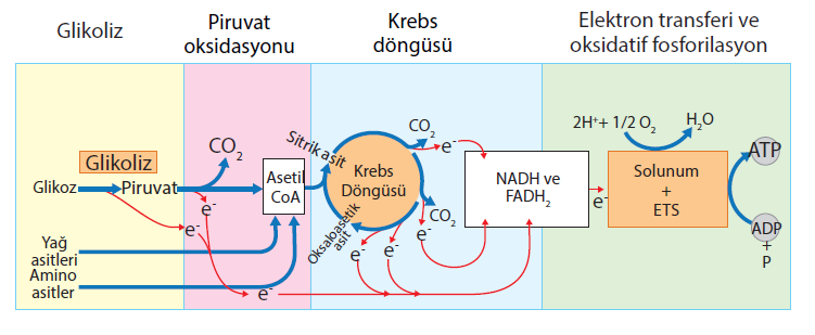 OKSİJENLİ SOLUNUM Glikoz, oksijenli solunumda CO2 ve H2O ya kadar parçalanır. Bu sırada glikoz elektron kaybederek okside olurken oksijen de elektron alarak indirgenir.