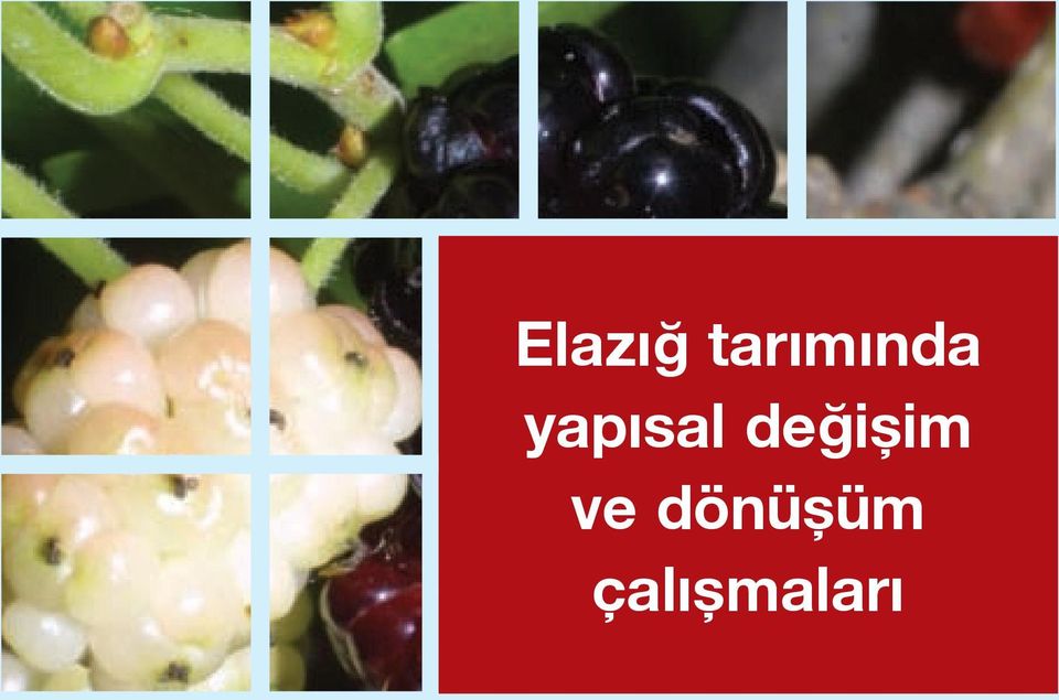 yapısal