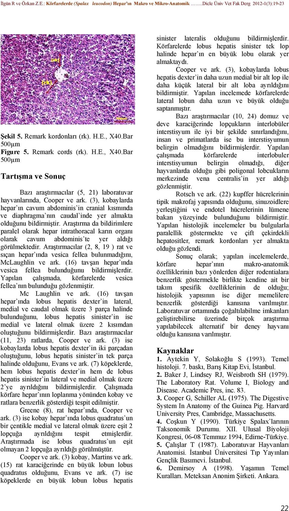 Araştırma da bildirimlere paralel olarak hepar intrathoracal karın organı olarak cavum abdominis te yer aldığı görülmektedir.