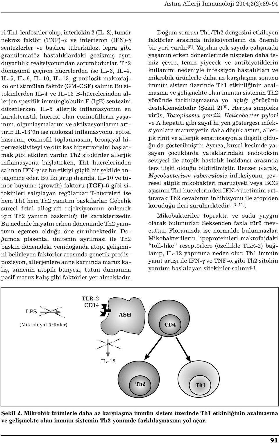 Bu sitokinlerden IL-4 ve IL-13 B-hücrelerinden allerjen spesifik immünglobulin E (IgE) sentezini düzenlerken, IL-5 allerjik inflamasyonun en karakteristik hücresi olan eozinofillerin yaşamını,