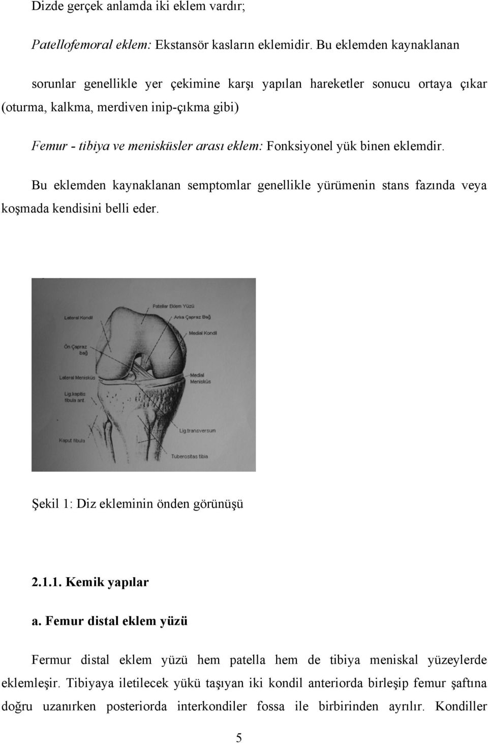 eklem: Fonksiyonel yük binen eklemdir. Bu eklemden kaynaklanan semptomlar genellikle yürümenin stans fazında veya koşmada kendisini belli eder. Şekil 1: Diz ekleminin önden görünüşü 2.1.1. Kemik yapılar a.