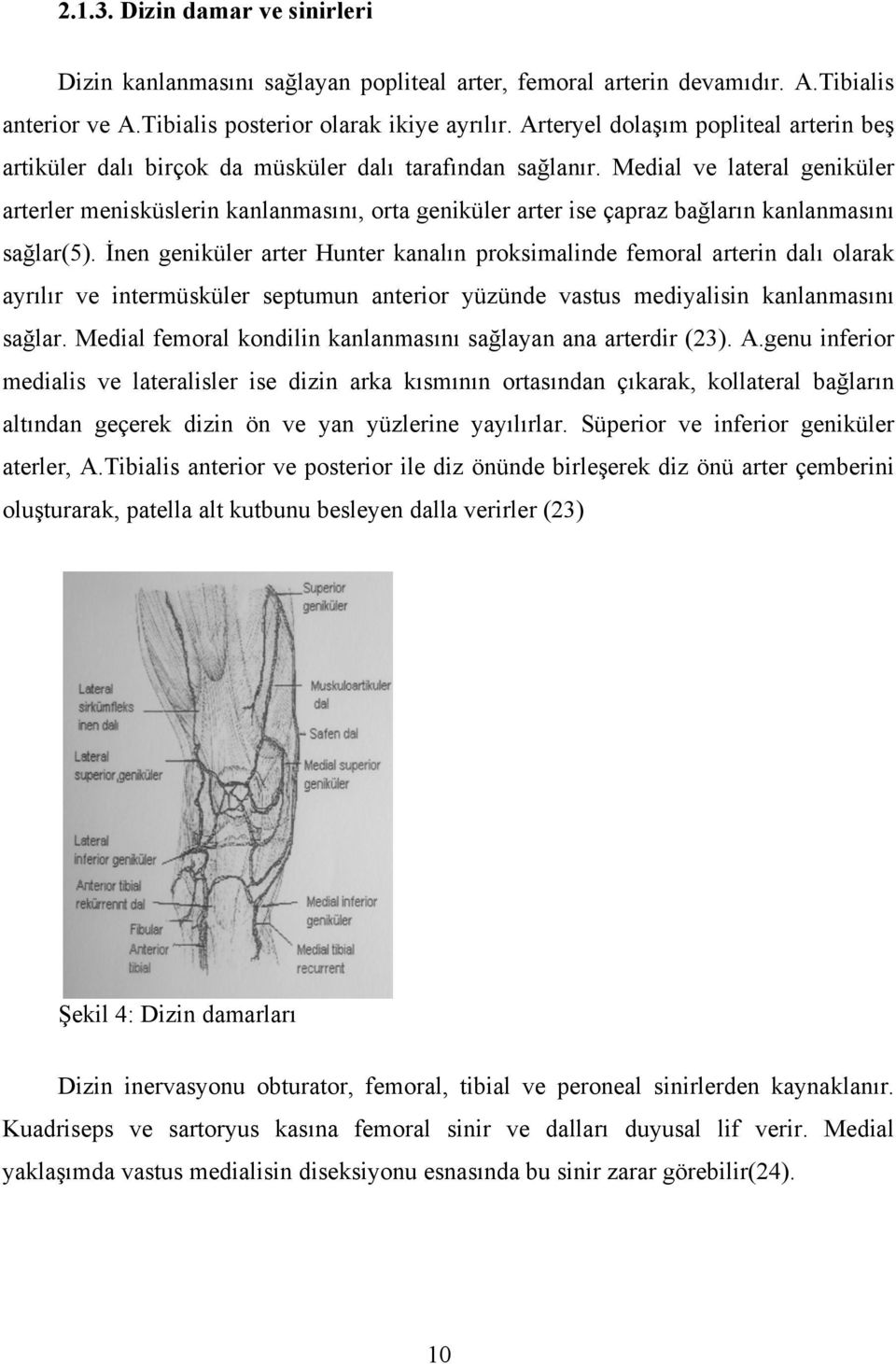 Medial ve lateral geniküler arterler menisküslerin kanlanmasını, orta geniküler arter ise çapraz bağların kanlanmasını sağlar(5).