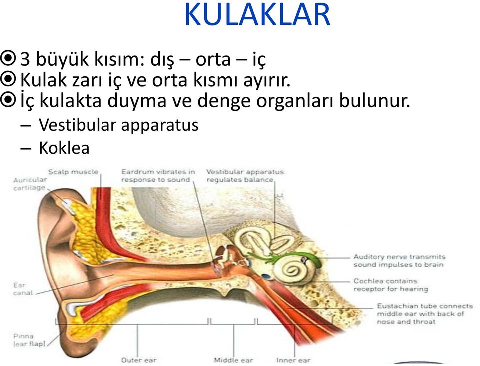 İç kulakta duyma ve denge organları