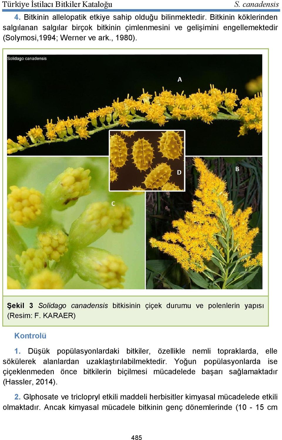 Şekil 3 Solidago canadensis bitkisinin çiçek durumu ve polenlerin yapısı (Resim: F. KARAER) Kontrolü 1.