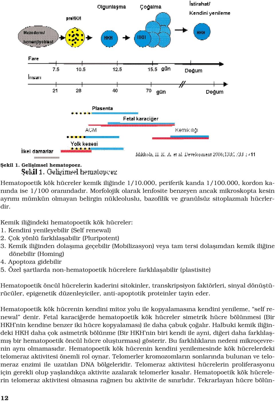 Kendini yenileyebilir (Self renewal) 2. Çok yönlü farkl laflabilir (Pluripotent) 3. Kemik ili inden dolafl ma geçebilir (Mobilizasyon) veya tam tersi dolafl mdan kemik ili ine dönebilir (Homing) 4.