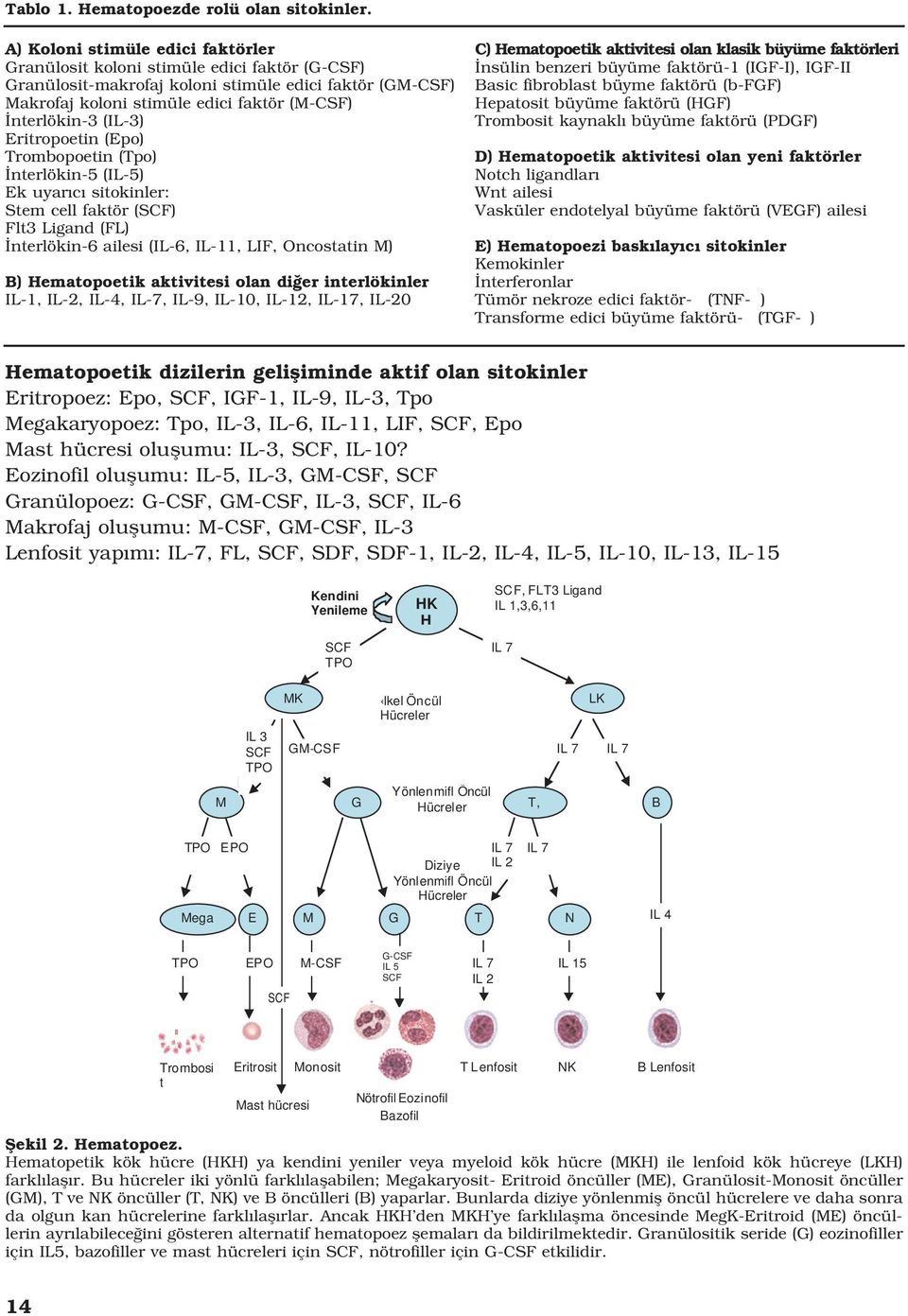(IL-3) Eritropoetin (Epo) Trombopoetin (Tpo) nterlökin-5 (IL-5) Ek uyar c sitokinler: Stem cell faktör (SCF) Flt3 Ligand (FL) nterlökin-6 ailesi (IL-6, IL-11, LIF, Oncostatin M) B) Hematopoetik