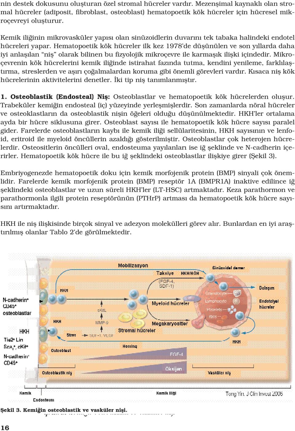 Kemik ili inin mikrovasküler yap s olan sinüzoidlerin duvar n tek tabaka halindeki endotel hücreleri yapar.