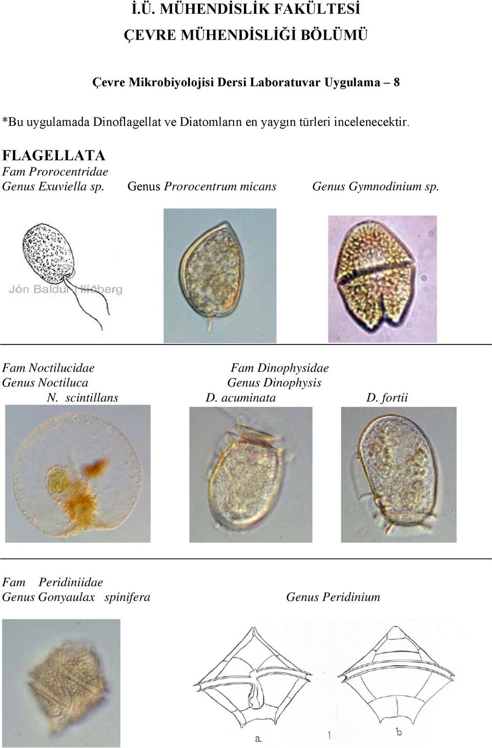 FLAGELLATA Fam Prorocentridae Genus Exuviella sp. Genus Prorocentrum micans Genus Gymnodinium sp.