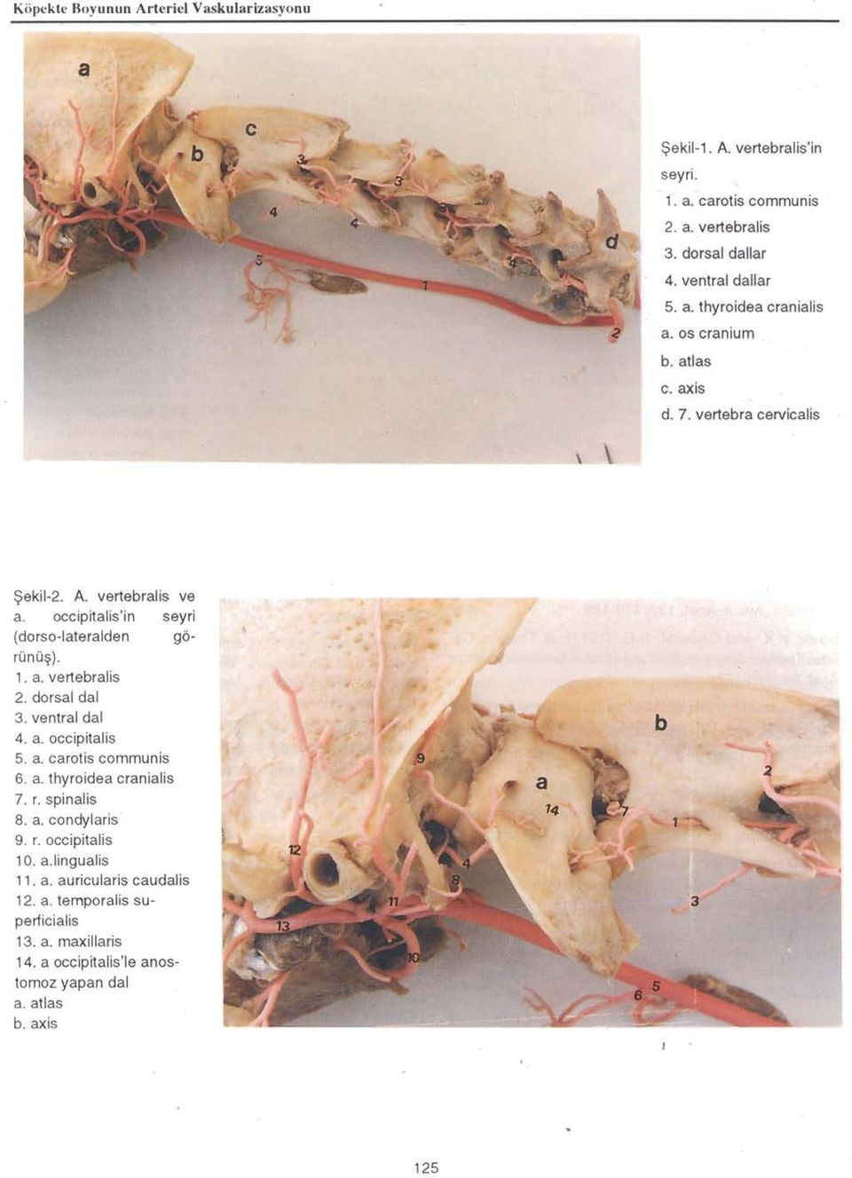 occipitalis'in seyri (dorso-iateralden görü nü ş). 1. a. vertebralis 2. dotsal dal 3. ventral dal 4, a. occiprtalis 5. a. caroı is communis 6. a. thyro idea cranialis 7.