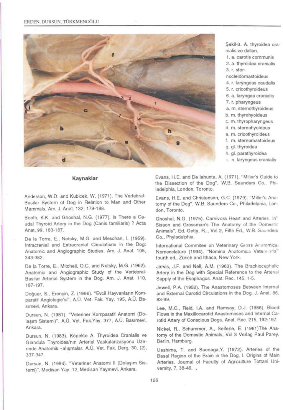 n. laryngeus crania1is Kaynaklar Anderson, W.D. and Kubicek, W. ( 1971). The v ert eor eı Basilar System of Oog in Relation 10 Man and Othe r Mammals. Am. J. An a ı. 132, 179 188. Booth.