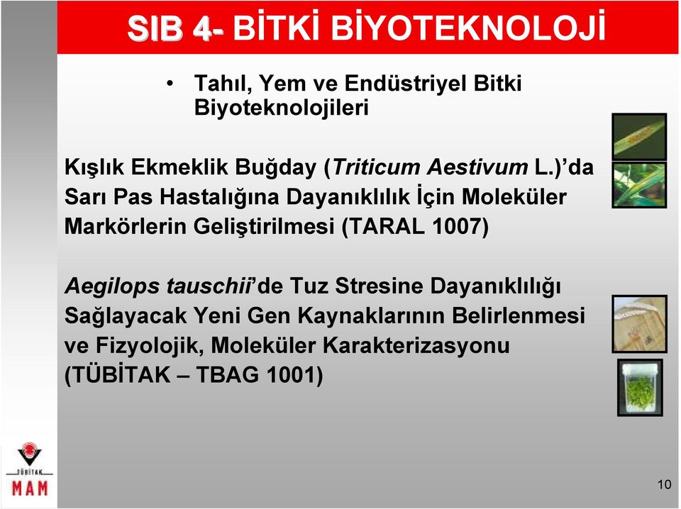 ) da Sarı Pas Hastalığına Dayanıklılık İçin Moleküler Markörlerin Geliştirilmesi (TARAL 1007)