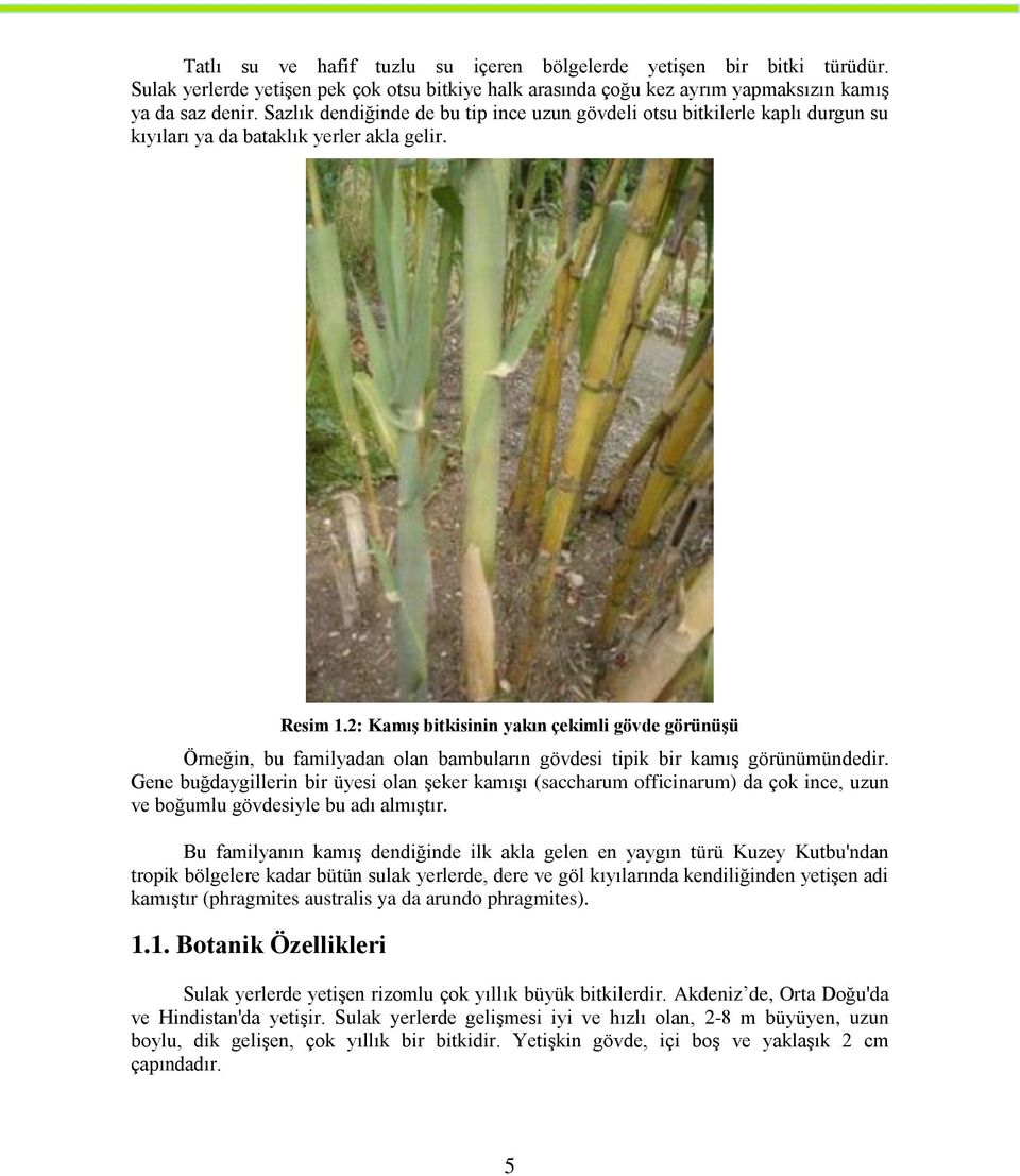 2: Kamış bitkisinin yakın çekimli gövde görünüşü Örneğin, bu familyadan olan bambuların gövdesi tipik bir kamış görünümündedir.