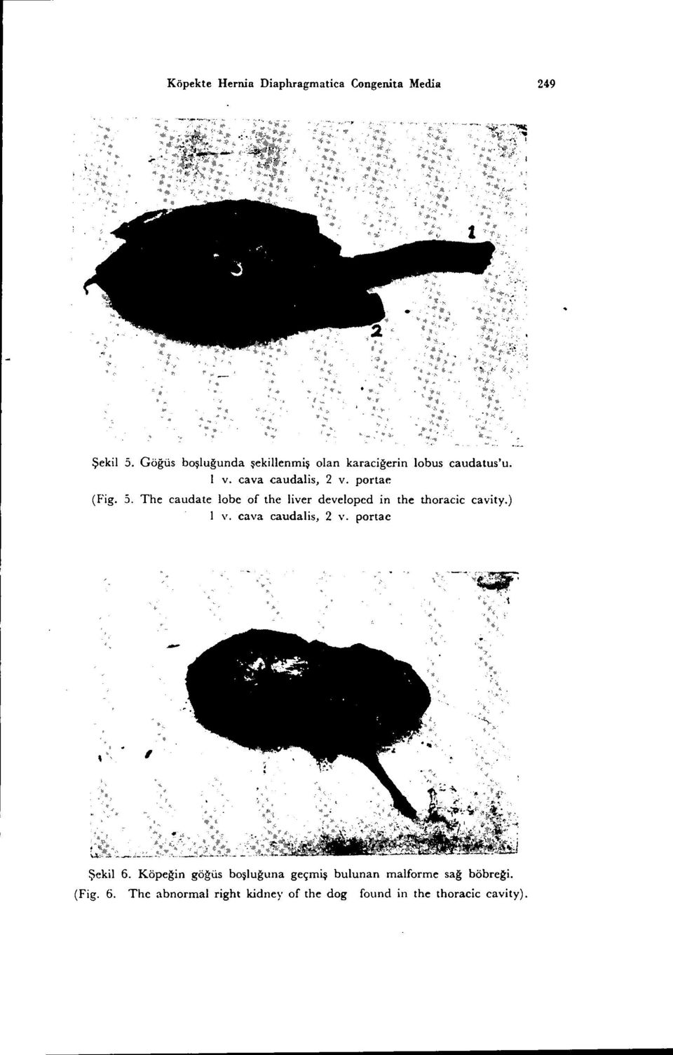 5. The caudate lobe of the liver developcd in the thoracic cavity.) i v. cava caudalis, 2 v.