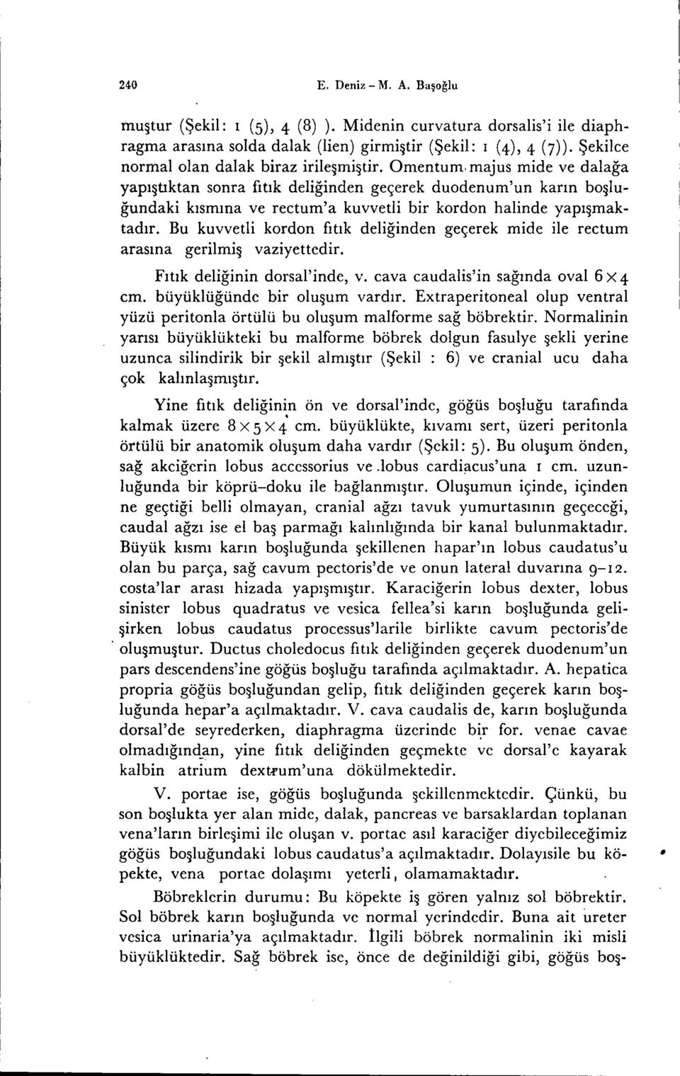 Gmentum, majus mide ve dalağa yapl~tıktan sonra fıtık deliğinden geçerek duodenum'un karın bo~luğundaki kısmına ve rectum'a kuvvetli bir kordon halinde yapı~maktadır.