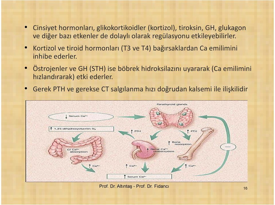 Kortizol ve tiroid hormonları (T3 ve T4) bağırsaklardan Ca emilimini inhibe ederler.