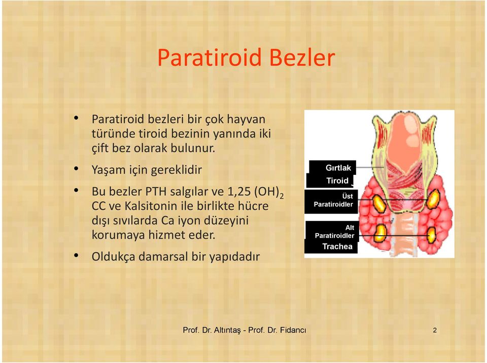 Yaşam için gereklidir Bu bezler PTH salgılar ve 1,25 (OH) 2 CC ve Kalsitonin ile