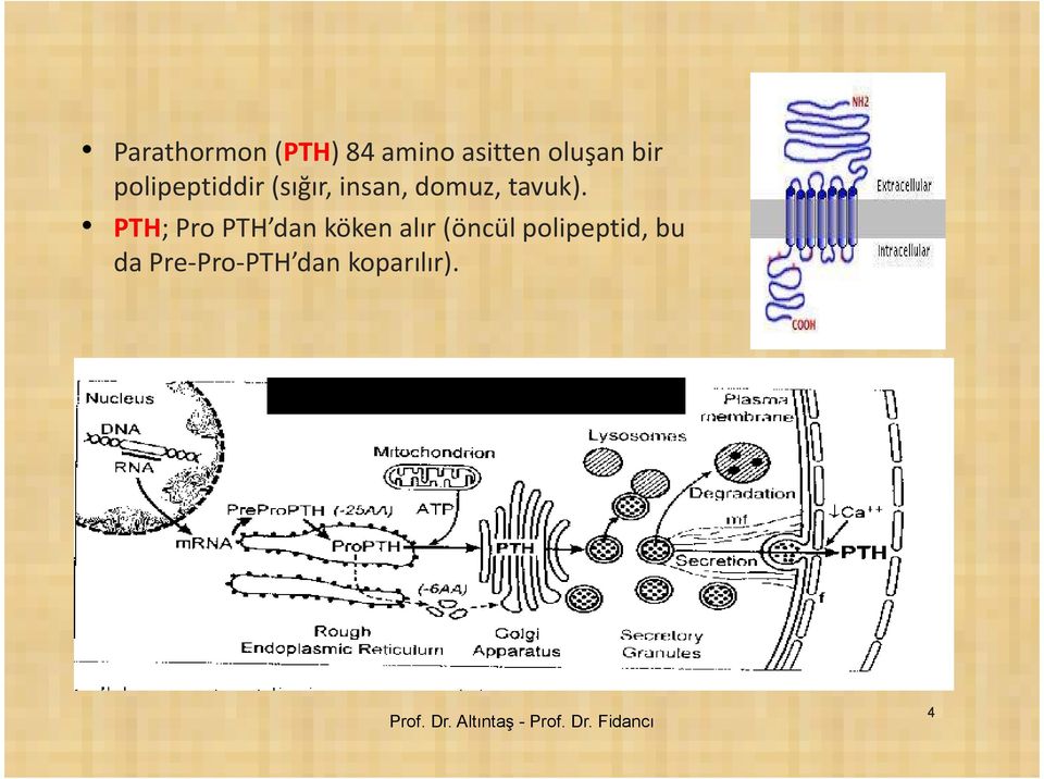 PTH; Pro PTH dan köken alır (öncül polipeptid,