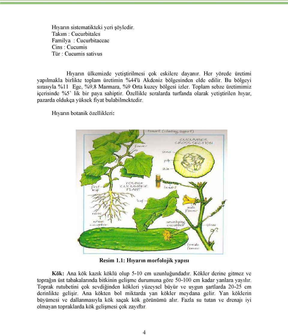 Toplam sebze üretimimiz içerisinde %5 lik bir paya sahiptir. Özellikle seralarda turfanda olarak yetiştirilen hıyar, pazarda oldukça yüksek fiyat bulabilmektedir. Hıyarın botanik özellikleri: Resim 1.