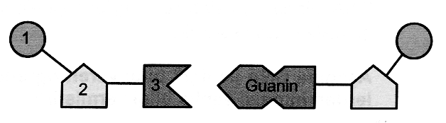 TEOG SINAV SORUSU-4 ANABİLİM TEOG DENEME-2 TEOG SINAV SORUSU-5 ANABİLİM KTT - 1 Şekildeki DNA zincirinde 1, 2 ve 3 numaralı şekiller