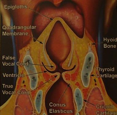 Quadranguler membran Hyoepiglottik lig. Tiroepiglottik lig.