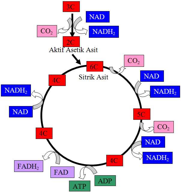 Krebs evresinde bir piruvatın çevrimi ile 1ATP, 4NADH 2 ve 1FADH 2 açığa çıkar.