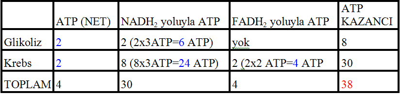 SONUÇ Not: NAD ve FAD yoluyla ATP kazancı, bu moleküller