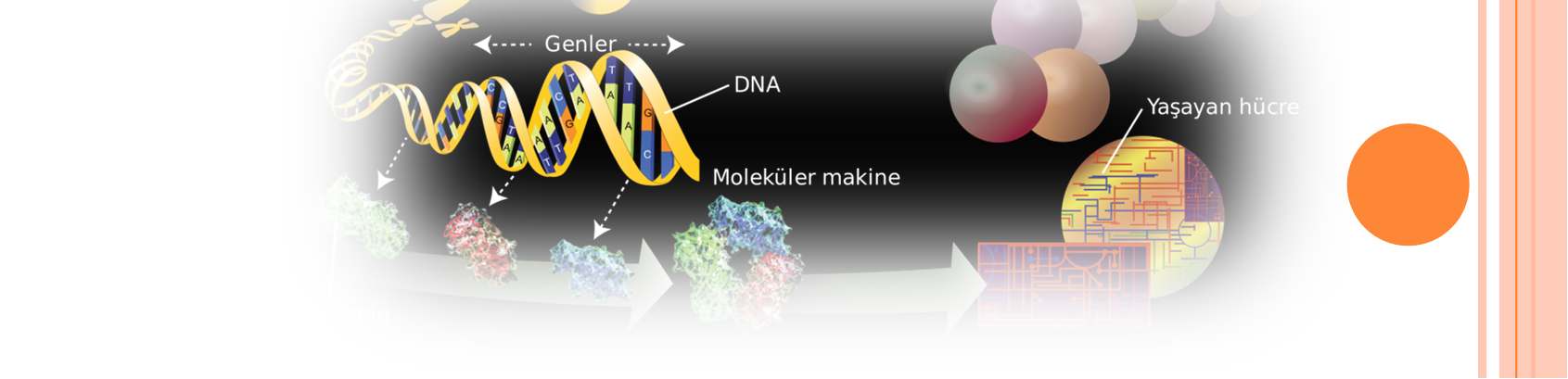 Fener İlkokulu Fener ilkokulu öğrencilerine yönelik DNA izolasyonu yapıldı.