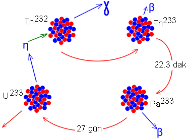 TORYUM Toryumun doğadaki tek izotopu Th 232 olup yarılanma ömrü çok yüksek olduğundan çok yavaş bozunmaktadır. Toryumun bölünüp yakıt olarak kullanım süreci uranyumla karşılaştırıldığında daha zordur.