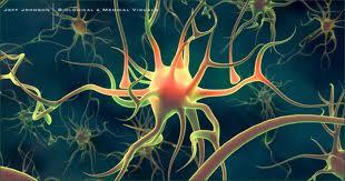 Nörotransmitterler; Bir sinir ucundan salgılanır. Hemen sonrasındaki hücredeki reseptörüne bağlanır. Ör: Motor sinirden.