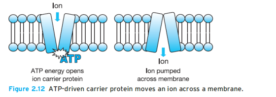4. Taşıyıcı Proteinler (Protein yapısındaki bağlanma yerleri-4) İyon transportunu ATP kullanarak sağlayan taşıyıcılar Böbrekler ve Mide Furosemid.