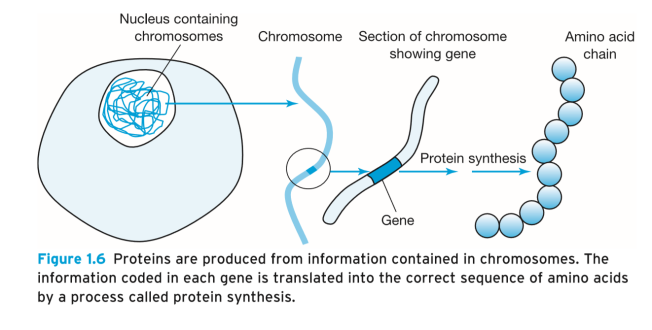 Protein ve Protein Sentezi Protein sentezi Proteinler neden önemli?