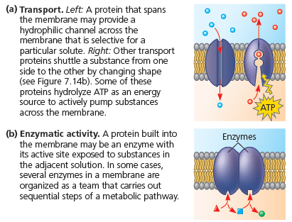 Zarda yer alan proteinlerin görevleri Proteinler çok fonksiyonel bileşenlerdir. Proteinler ve protein kompleksleri hücre zarında son derece anahtar görevi olan olaylarda rol alırlar (Şekil 7.7). 1.