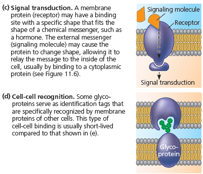 3.Hücre-yüzey reseptörlerini tanımlar. Hücre yüzeyinde yer alan reseptör proteinler yardımıyla hassas kimyasal mesajları, sinyalleri alırlar ve iletirler. 4.