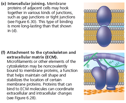 5.Hücre-hücre tutunmayapışma özellikleri vardır. Bunlar özel yapıştırıcı proteinlerdir.