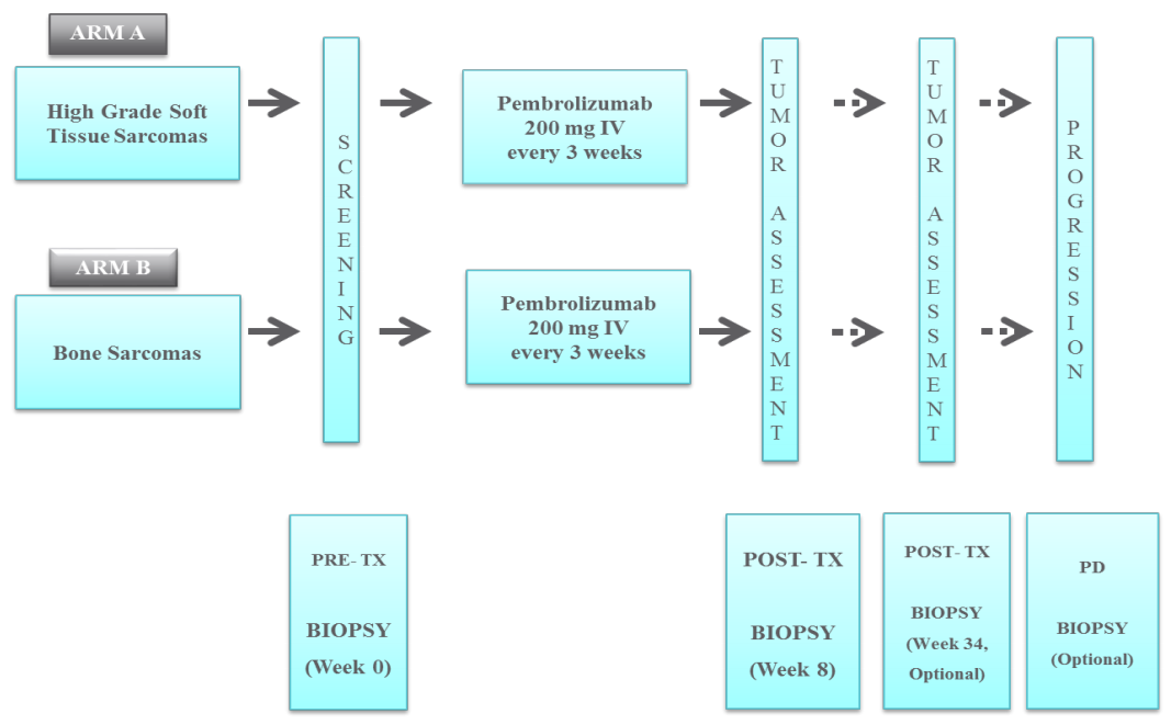 A phase II Study of the Anti-PD1 Antibody Pembrolizumab (MK-3475) in