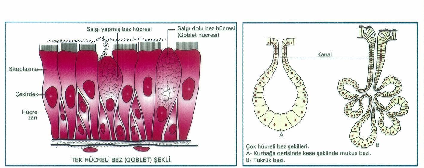 Hücre sayısına göre bir hücreli ve çok hücreli diye ayrılır. Bir Hücreli Bezler Genellikle silindirik epitel hücrelerinden oluşmuştur. Salgı yapan bu hücrelere goblet hücreleri denir.