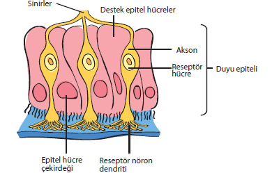 Çok hücreli bezler salgılama şekillerine göre üç grupta incelenir: 1.Ekzokrin Bezler: Salgısını bir kanalla yâda doğrudan vücut boşluğuna veya vücut dışına boşaltan bezlerdir.
