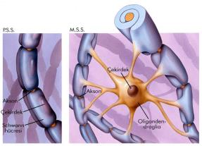 Myelinli aksonların ise fonksiyonları daha farklıdır. Myelin yüksek oranda suyu ve suda çözünen maddeleri sevmeyen lipit içerir.