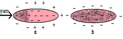 3 Na + Na + K + K + Na + K + + Na + + K + Şekil 2. Depolarize hücrenin elektriksel durumu Uyarının gerçekleştiği yerde hücre dışı negatifleşir, hücre içi de pozitifleşir.