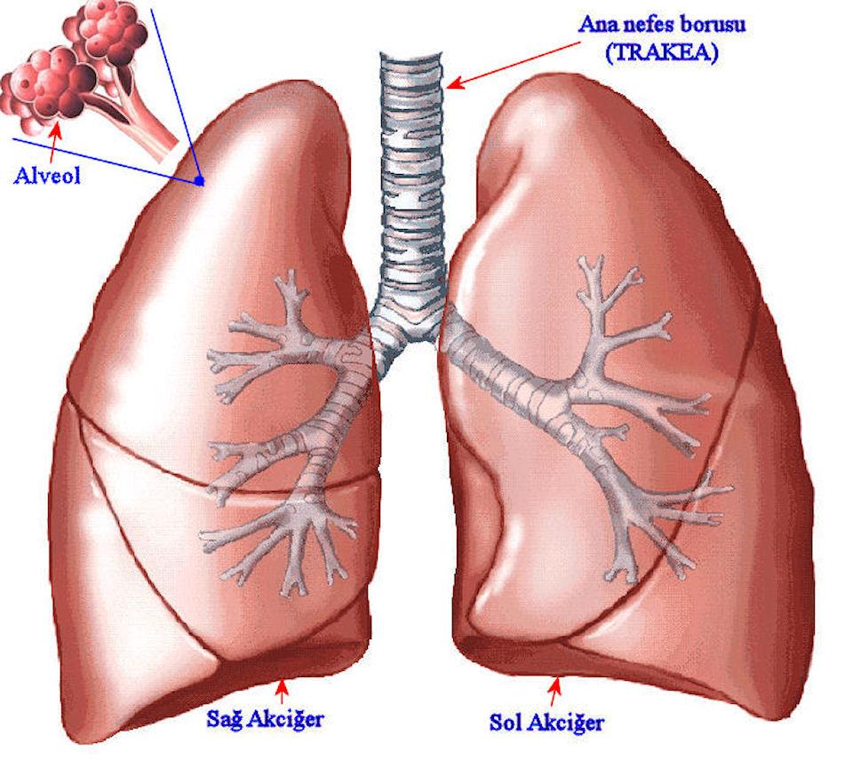 Bronşlar ve kan damarları, akciğerlere, iç yüzeylerinde bulunan ve akciğer tabanı adı verilen yerden giderler. Akciğerler, bağdokusundan oluşmuş ve esnek yapıda organlardır.