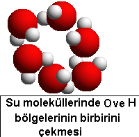 SUYUN ÖZELLİKLERİ: Dünyamızın 3/4 ü sularla kaplıdır. İnsan vücudunun ortalama %65-70 i sudur. Bir insan yiyeceksiz haftalarca yaşayabilirken susuz ancak birkaç gün yaşayabilir.