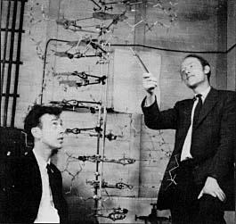 2. DNA nın sekonder yapısı 1953 yılında