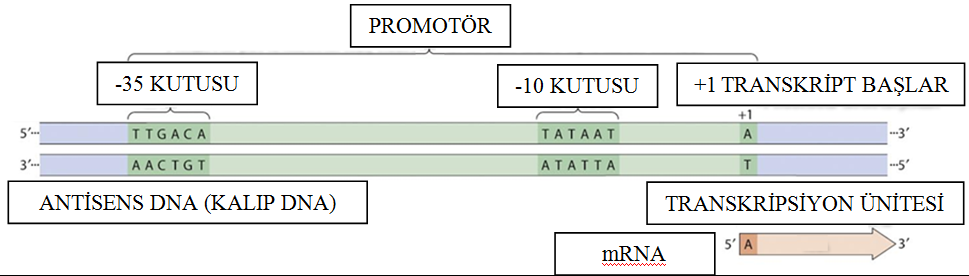 PROKARYOTLARDA PROMOTÖR Prokaryotlarda transkripsiyonda RNA polimeraz enziminin SİGMA ALT ÜNİTESİ promotörün -35 CTG KUTUSU ve -10