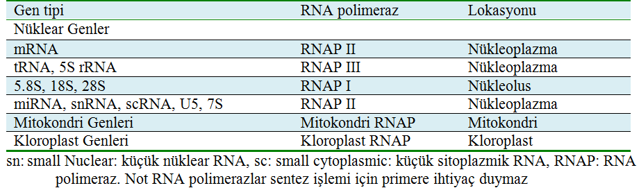 PROMOTÖR Prokaryotlarda mrna, rrna ve trna genlerinin promoter yapıları benzerlik gösterir ve RNA polimeraz I tarafından transkripsiyon