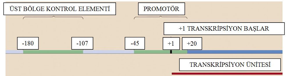 Ribozomal RNA (rrna) promotörlü iki ana kısımdan oluşur. Birinci kısım +1 transkripsiyona başlama kısmını da kapsayan ve -45 ile +1 bölgelerini kapsayan KOR veya MERKEZİ PROMOTÖRÜ oluşturur.