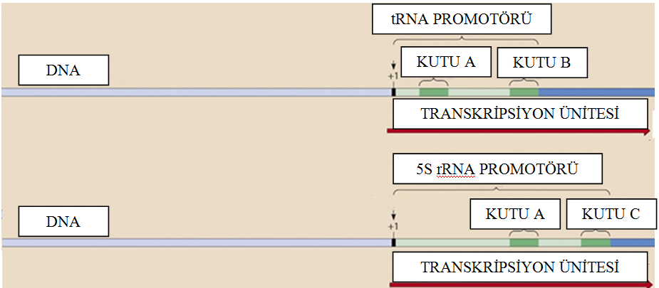 ÖKARYOTLARDA PROMOTÖR Ökaryotik TRANSFER RNA (trna) promotörü ve 5S rrna promotörü RNA polimeraz III tarafından tanınır.