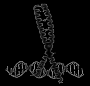 Lösin fermuarı Bu motif DNA ile tek başına ilişki kurmaz.