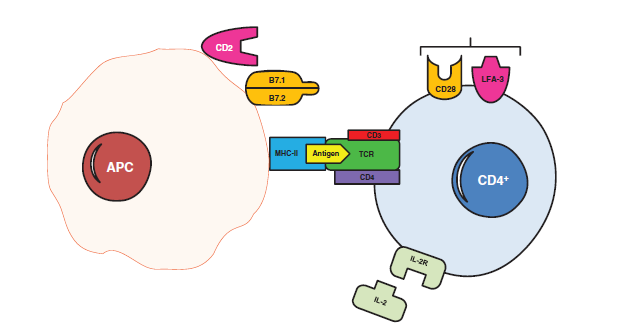 Otoantijene karşı immunolojik