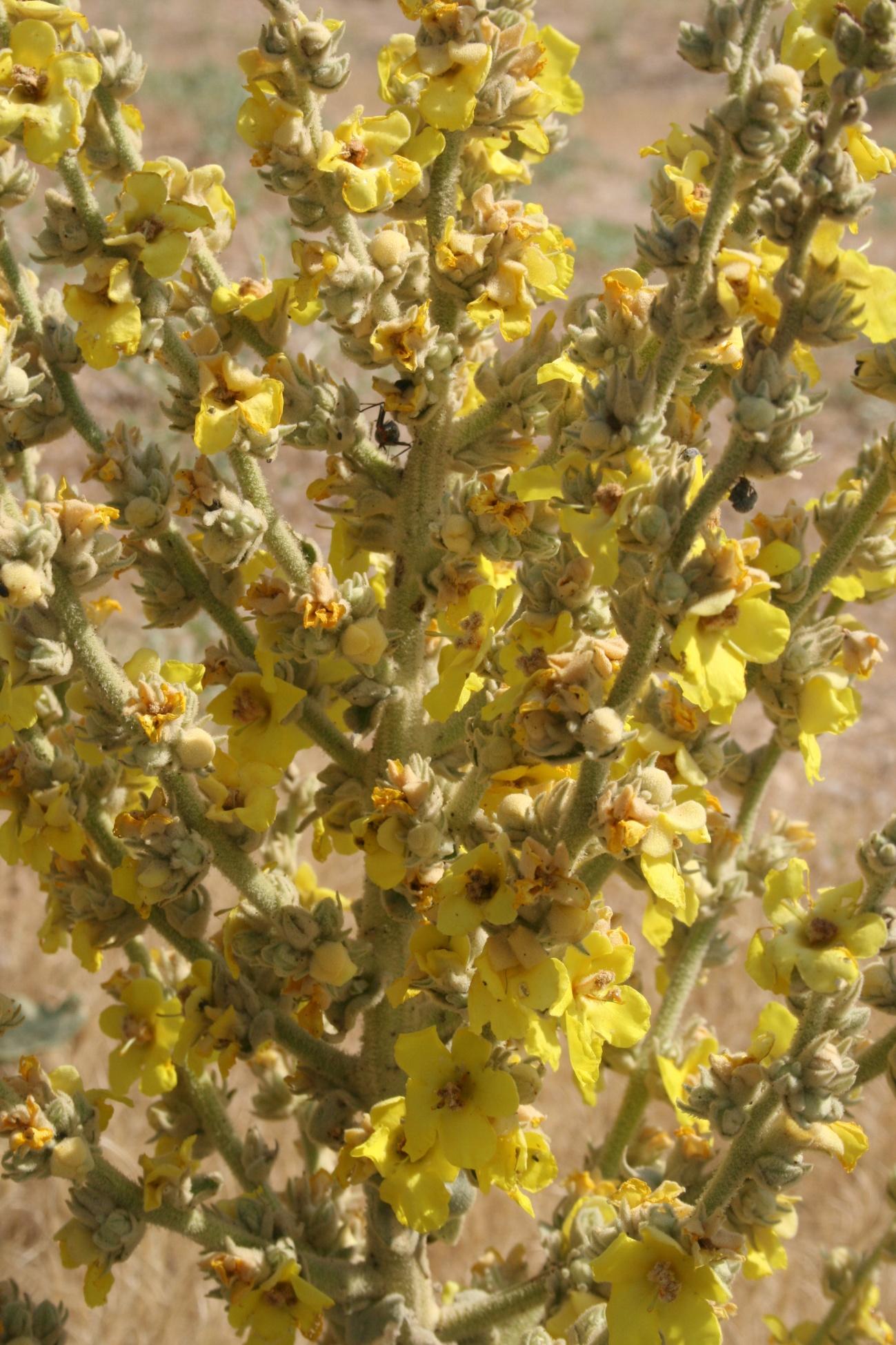 Verbascum